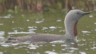 Red-throated Loon