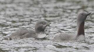 Red-throated Loon