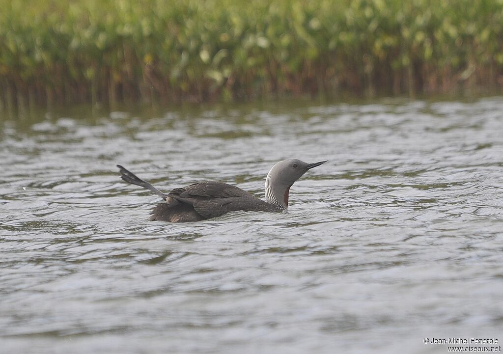 Red-throated Loon