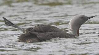 Red-throated Loon