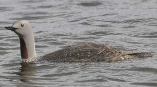 Red-throated Loon