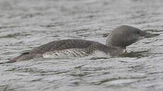 Red-throated Loon