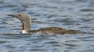 Plongeon catmarin