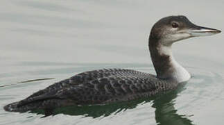 Common Loon