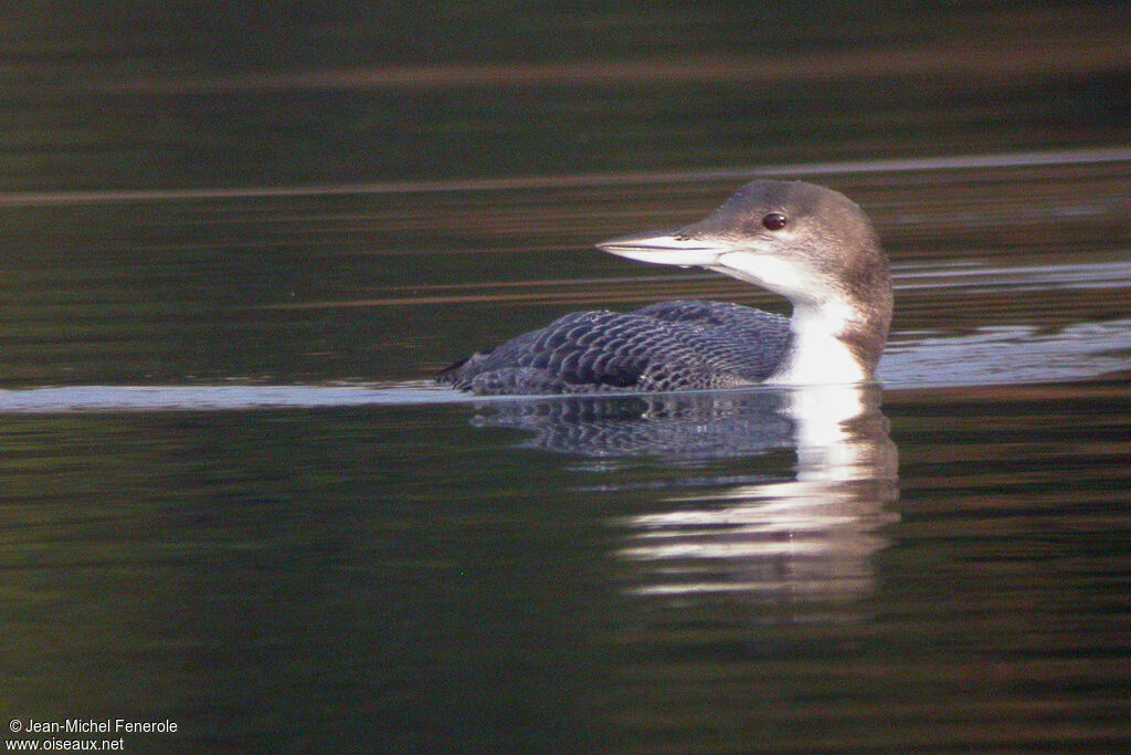 Plongeon imbrin