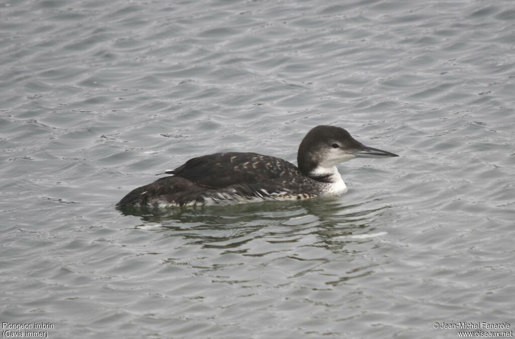 Common Loon