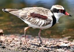 Black-fronted Dotterel