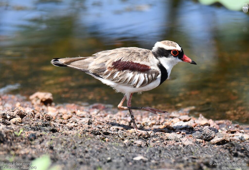 Black-fronted Dotterel