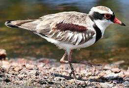 Black-fronted Dotterel