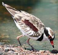 Black-fronted Dotterel