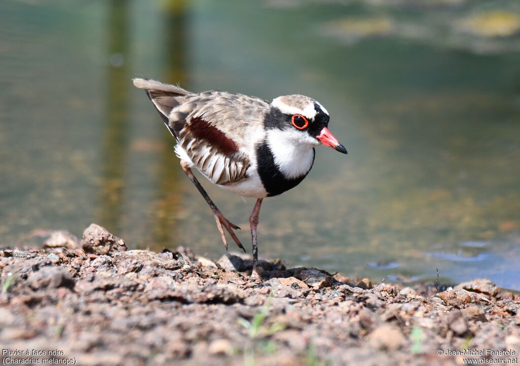 Black-fronted Dotterel