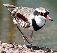 Black-fronted Dotterel