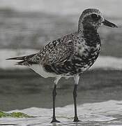 Grey Plover