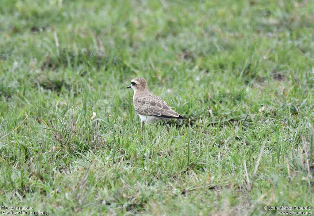 Caspian Plover