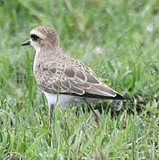 Caspian Plover