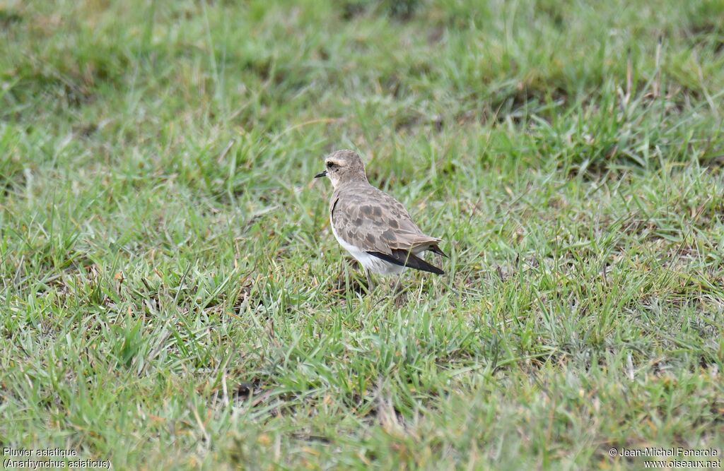 Caspian Plover