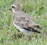 Caspian Plover