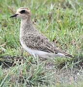 Caspian Plover