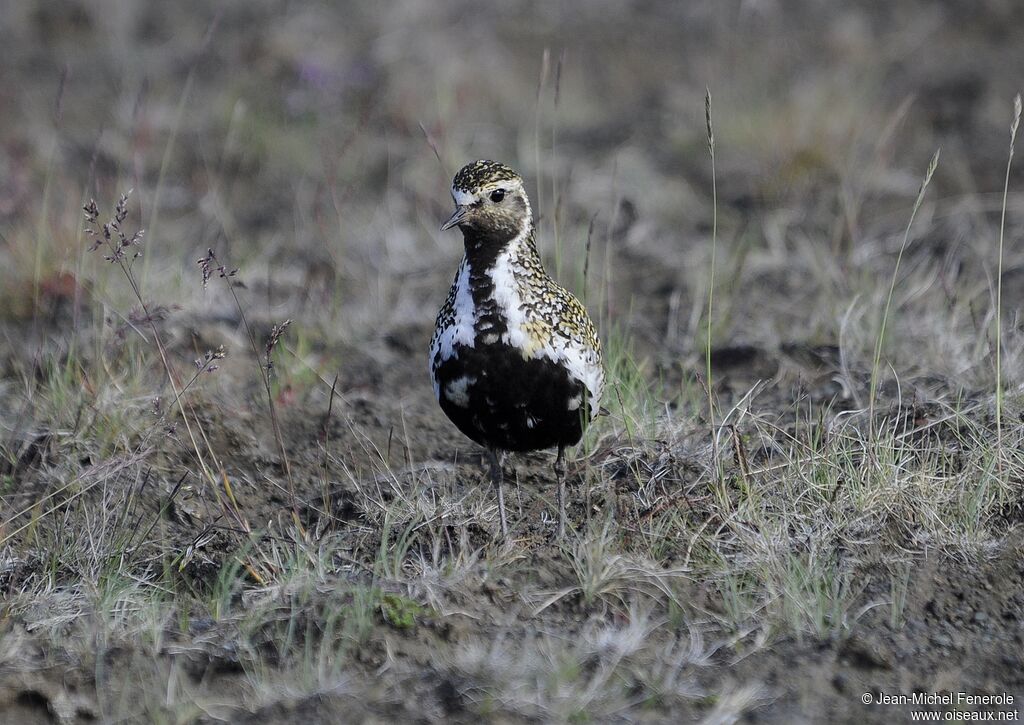 European Golden Plover