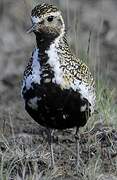 European Golden Plover