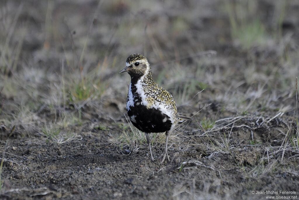 European Golden Plover