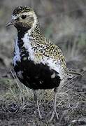 European Golden Plover