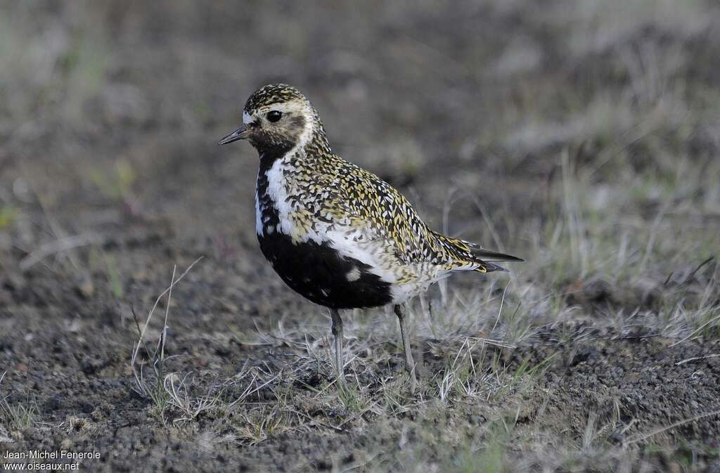 Pluvier doréadulte nuptial, identification