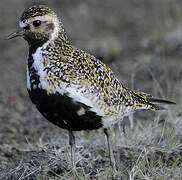 European Golden Plover