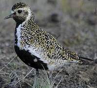 European Golden Plover