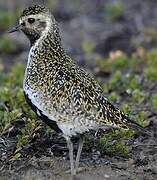 European Golden Plover