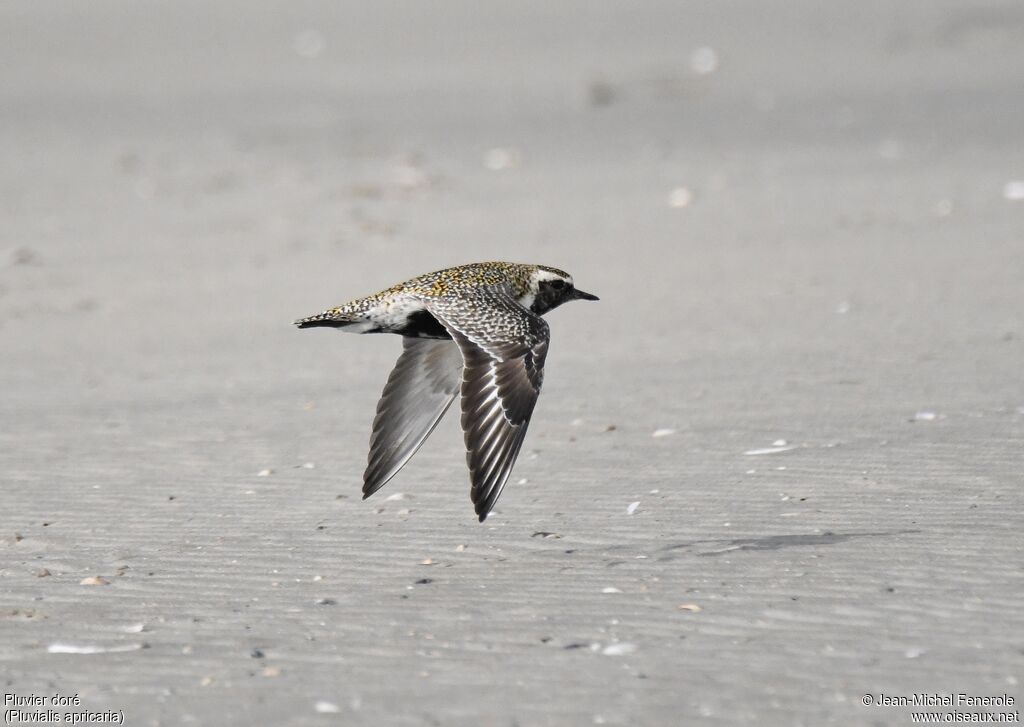 European Golden Plover