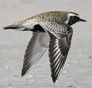 European Golden Plover