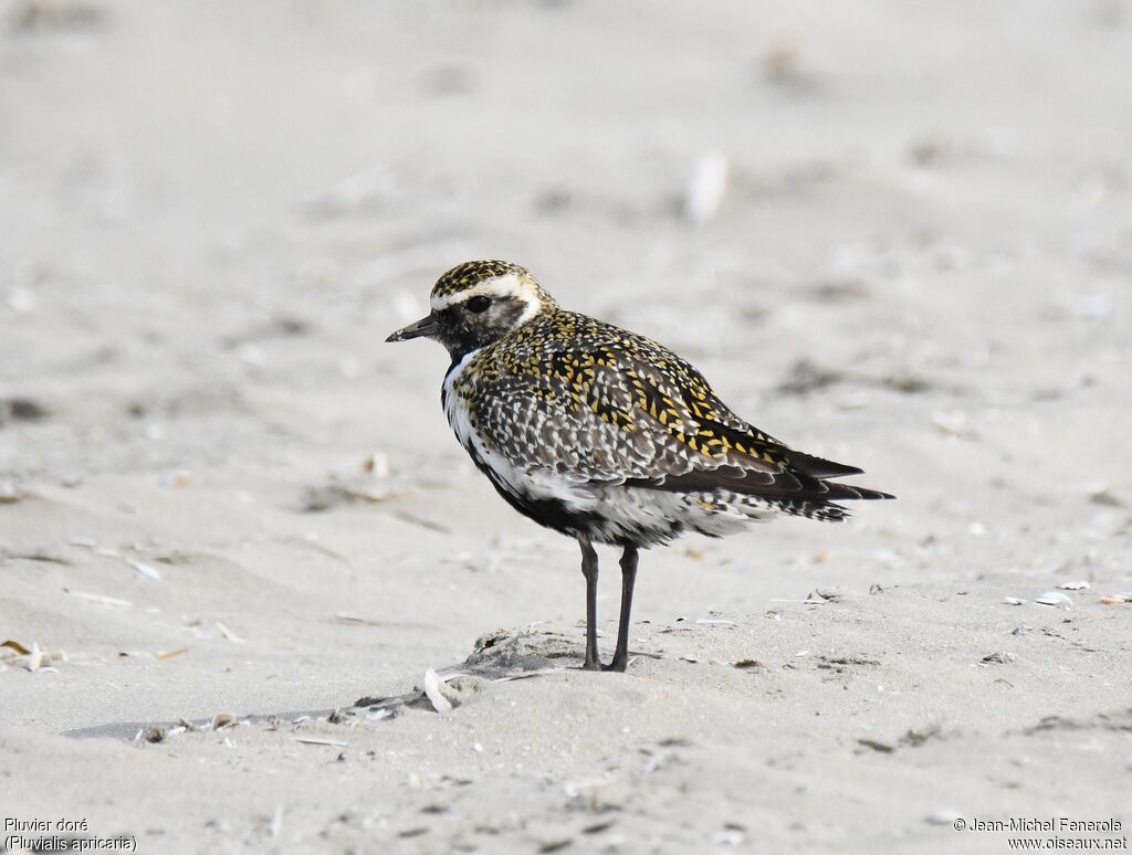 European Golden Plover