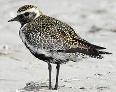 European Golden Plover