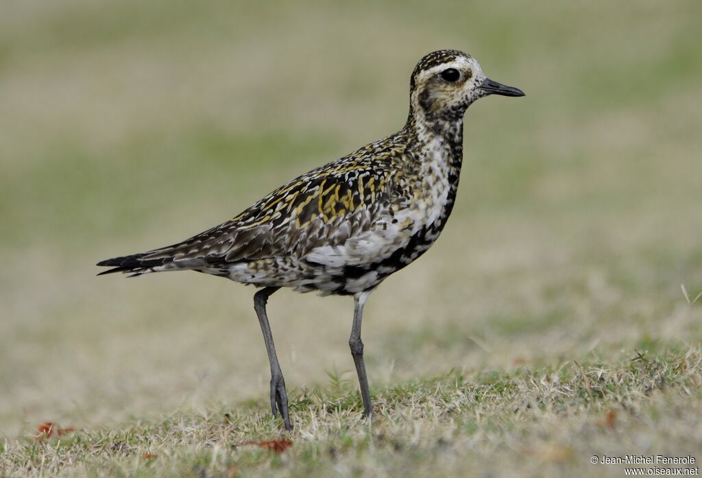 Pacific Golden Plover