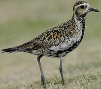 Pacific Golden Plover