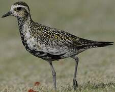 Pacific Golden Plover