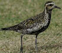 Pacific Golden Plover