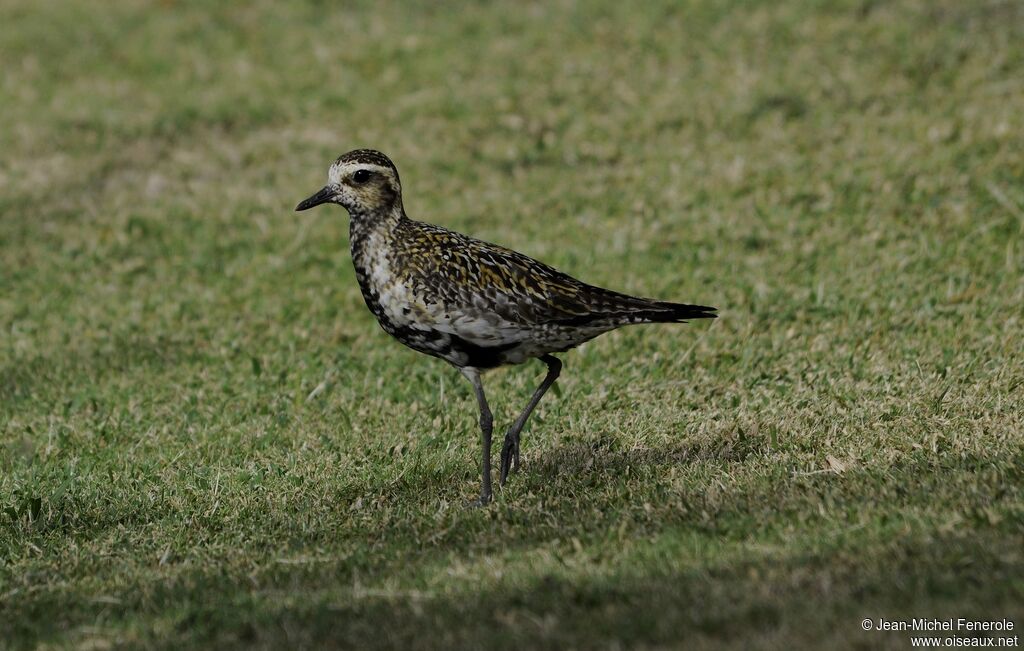 Pacific Golden Plover