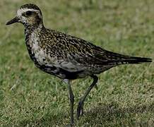 Pacific Golden Plover