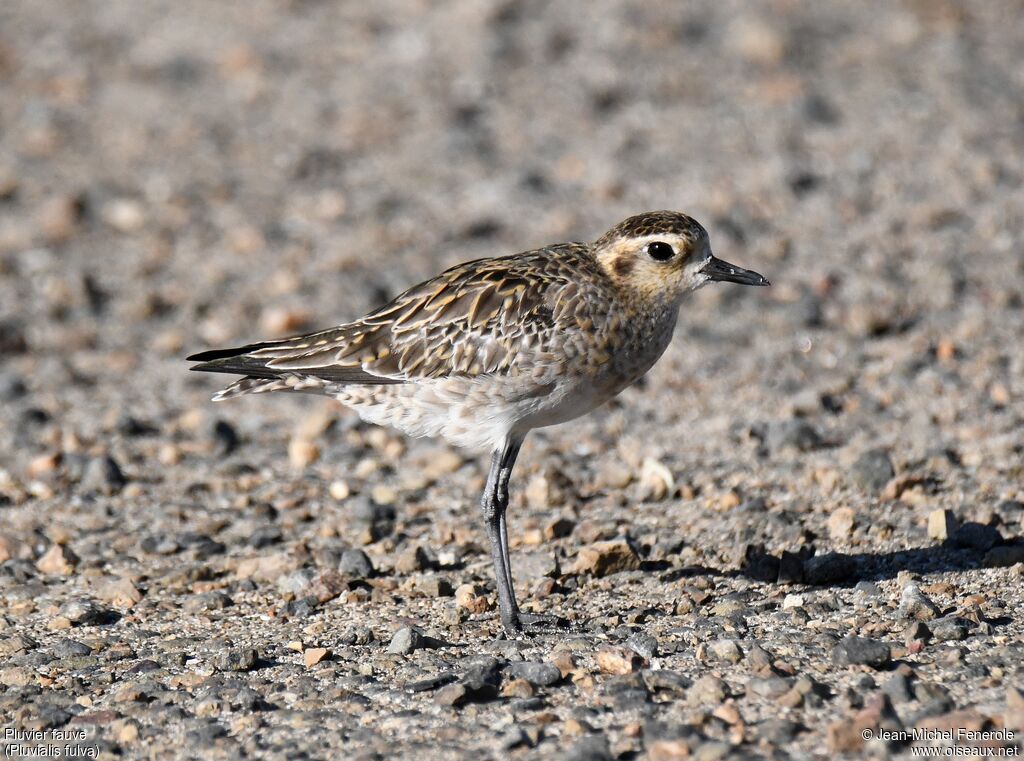 Pacific Golden Plover