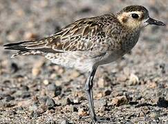 Pacific Golden Plover