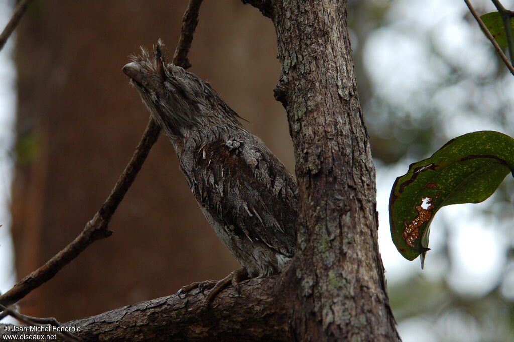 Tawny Frogmouth