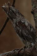 Tawny Frogmouth