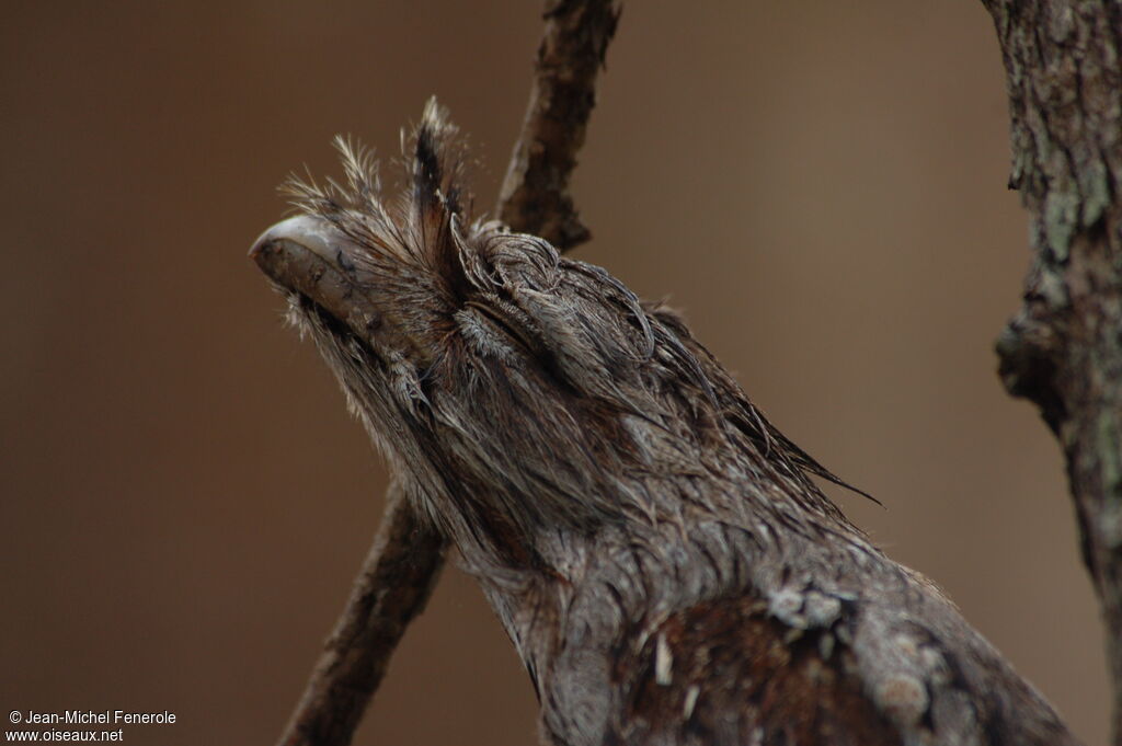 Tawny Frogmouth