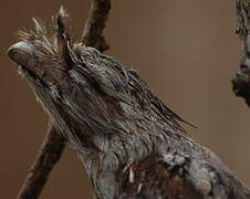 Tawny Frogmouth