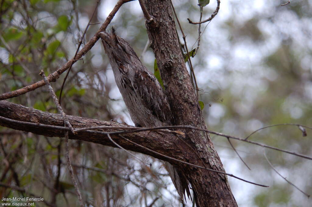 Podarge grisadulte, camouflage