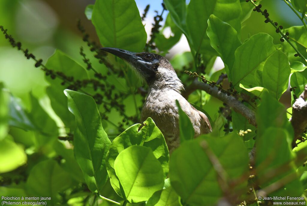 Little Friarbird