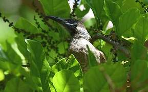 Little Friarbird