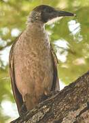 Little Friarbird